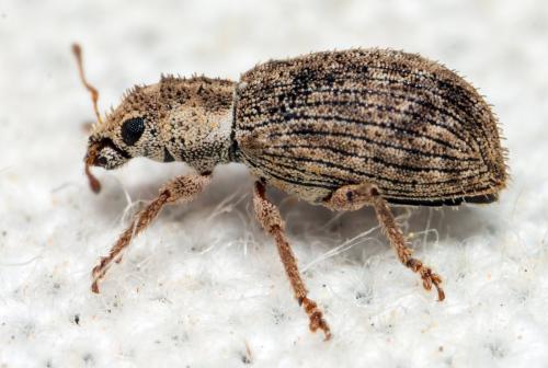 Réf. 303 221 : Polydrusus sp.